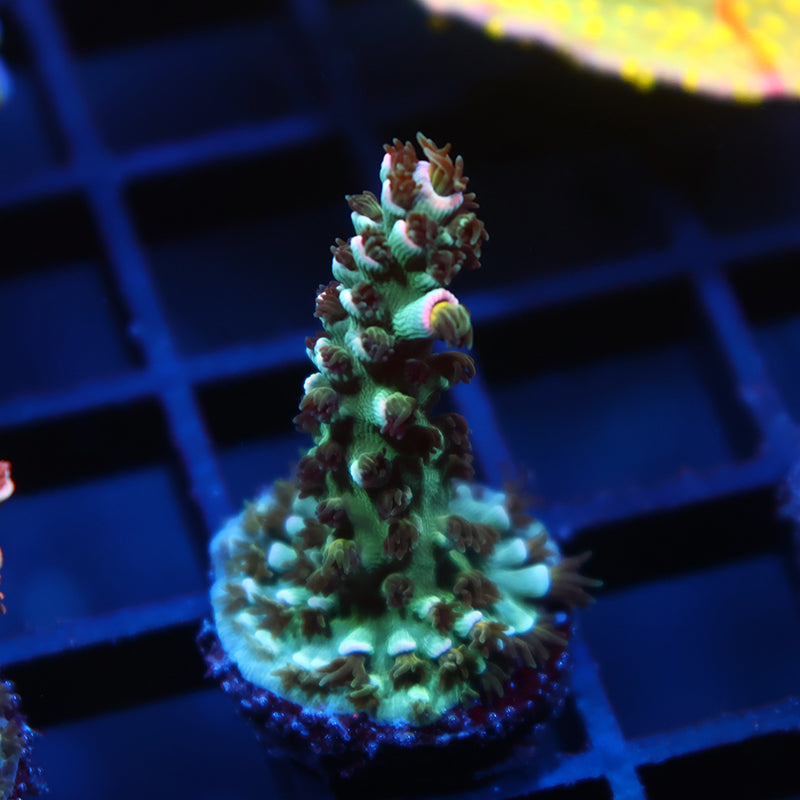 TCK Pink Immolation Tenuis