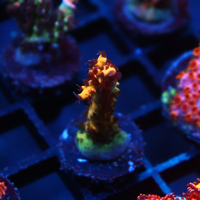 OG Tyree Pink Lemonade