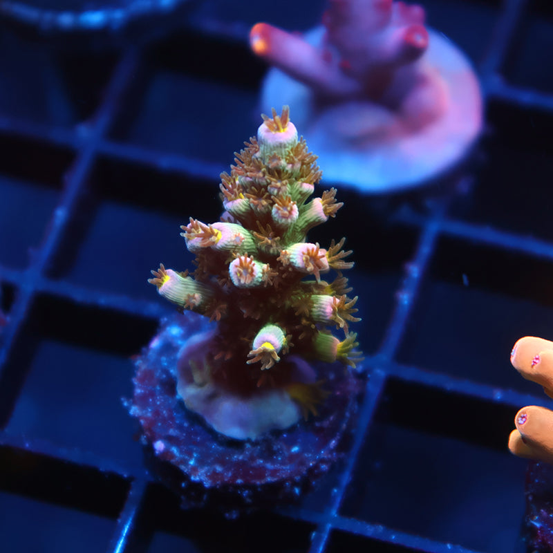 TCK Kuzco's Poison Tenuis