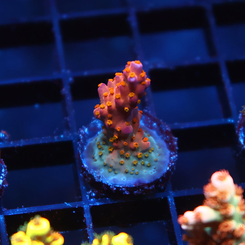 Tyree Merlin's Staff