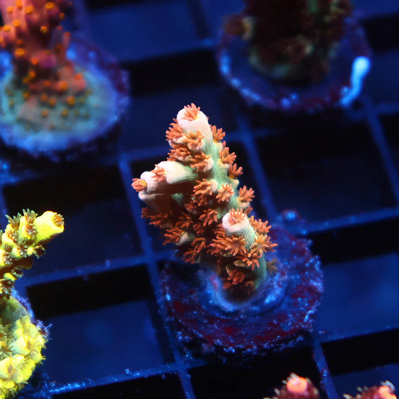 TCK Laser Blaster Tenuis