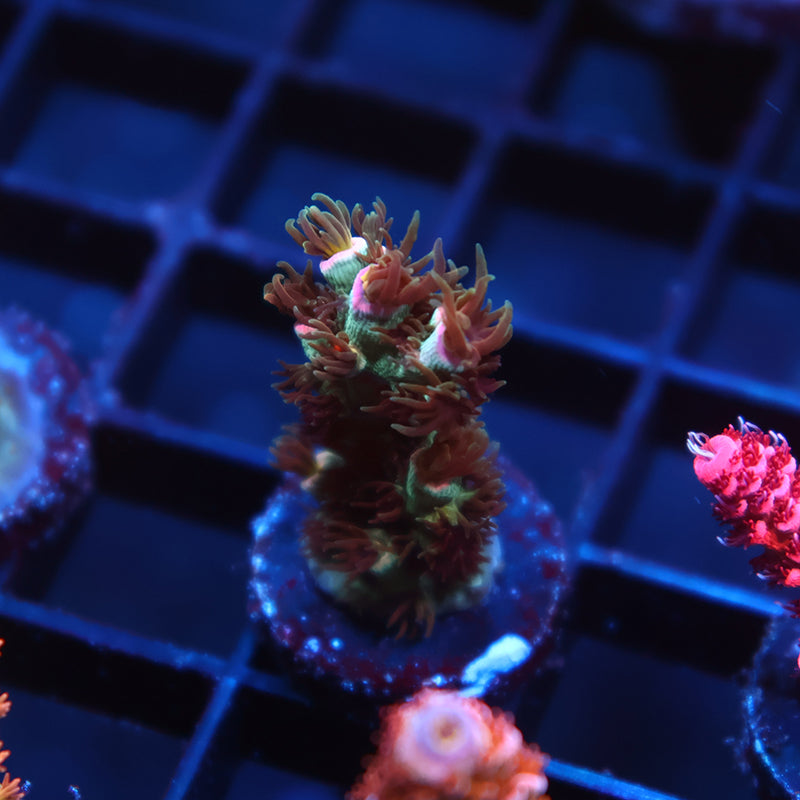 TCK Pink Immolation Tenuis