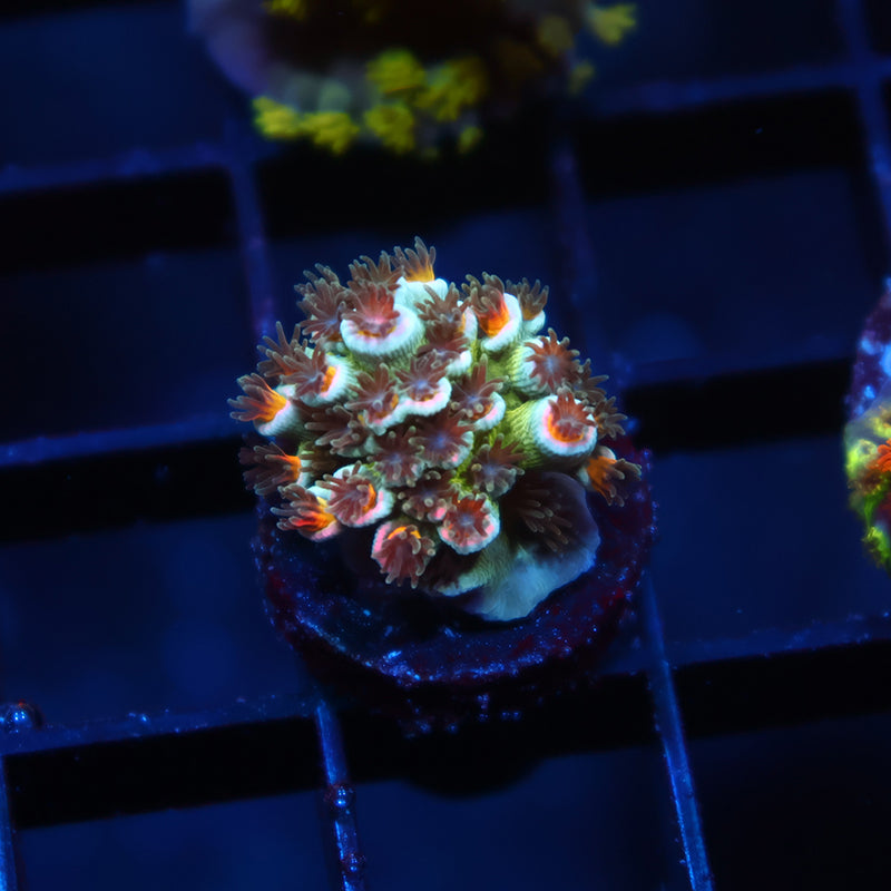 TCK Sweet Candy Tenuis