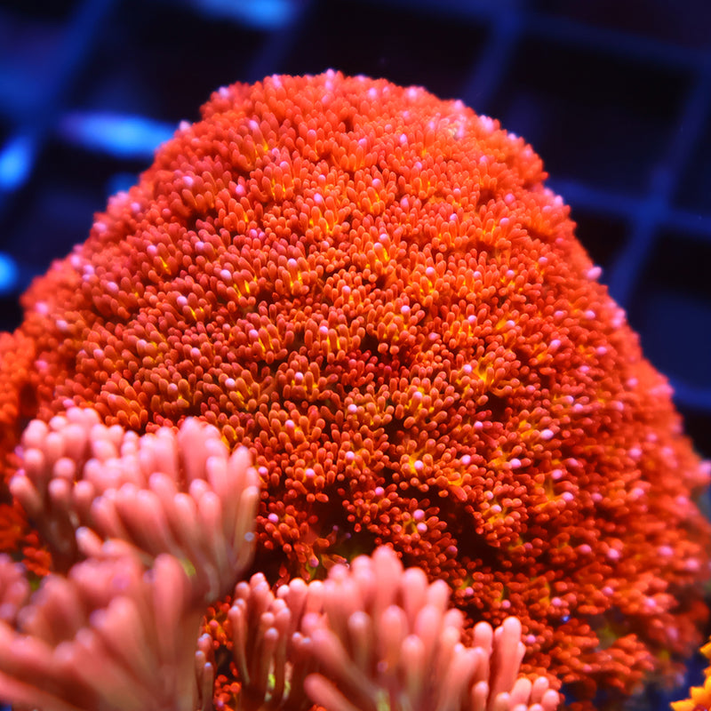 TCK Oddball Goni Bernardpora