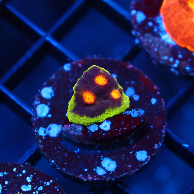 JF Crazy Fox Chalice