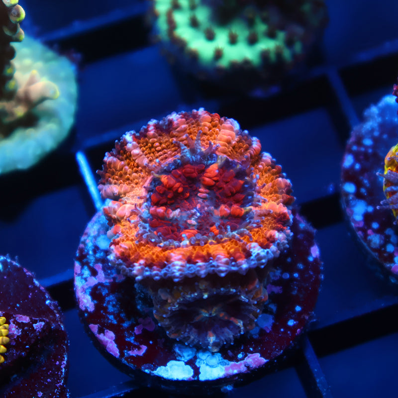 TCK Sunrise Acan Lord