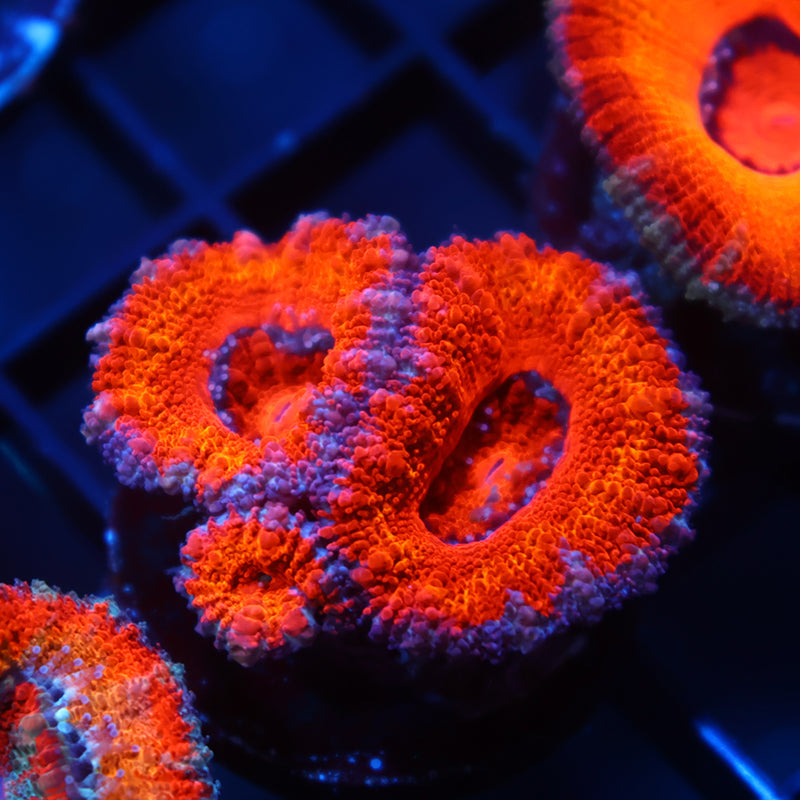 TCK Orange Rainbow Acan Lord