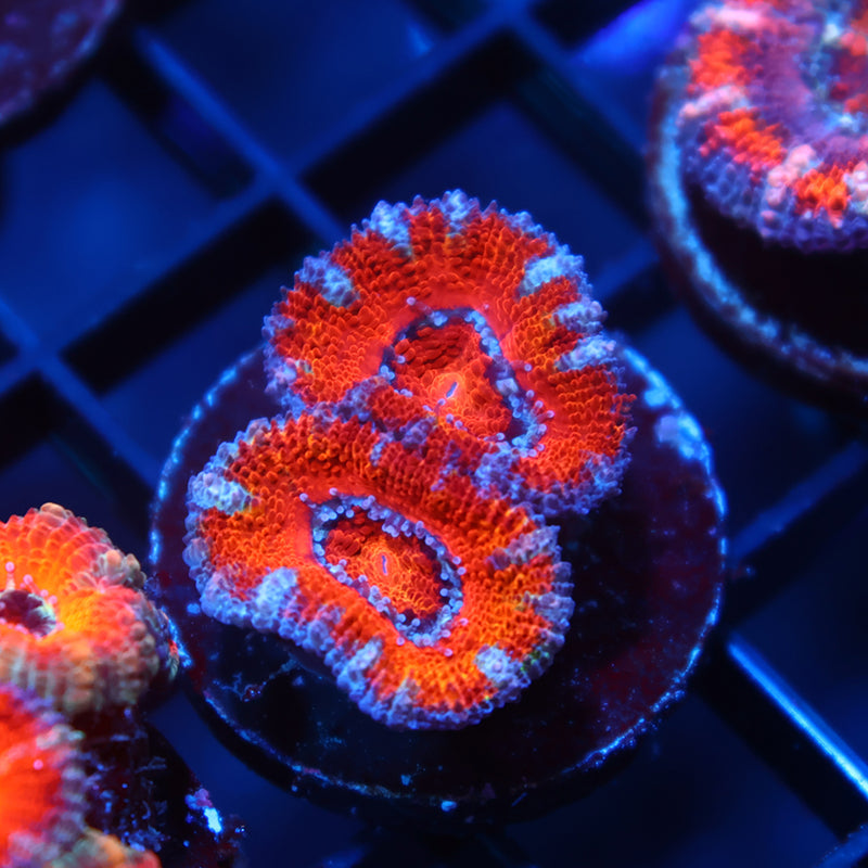 TCK Red Acan Lord