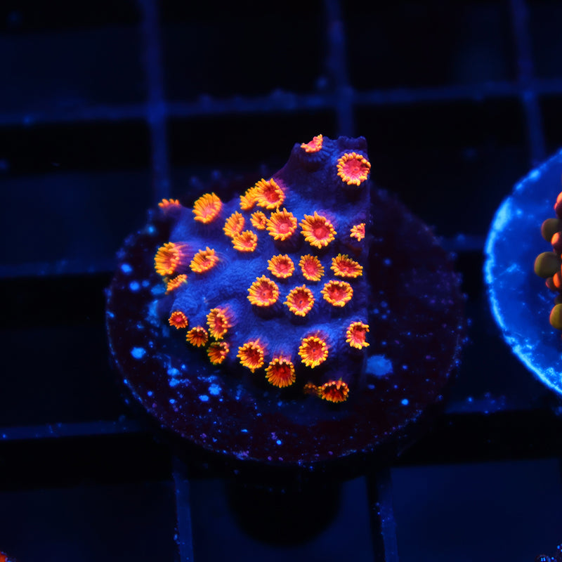 WWC Bizarro Cyphastrea