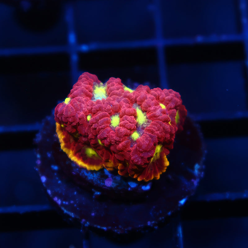 WWC Blood Diamond Favia