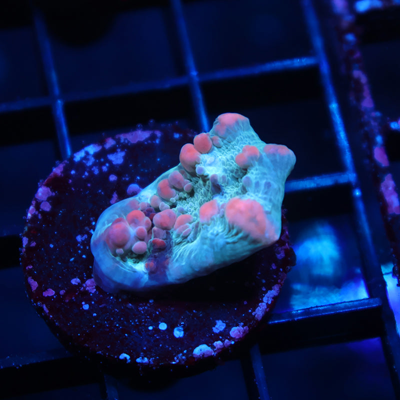 WWC Cosmic Candy Bounce Chalice