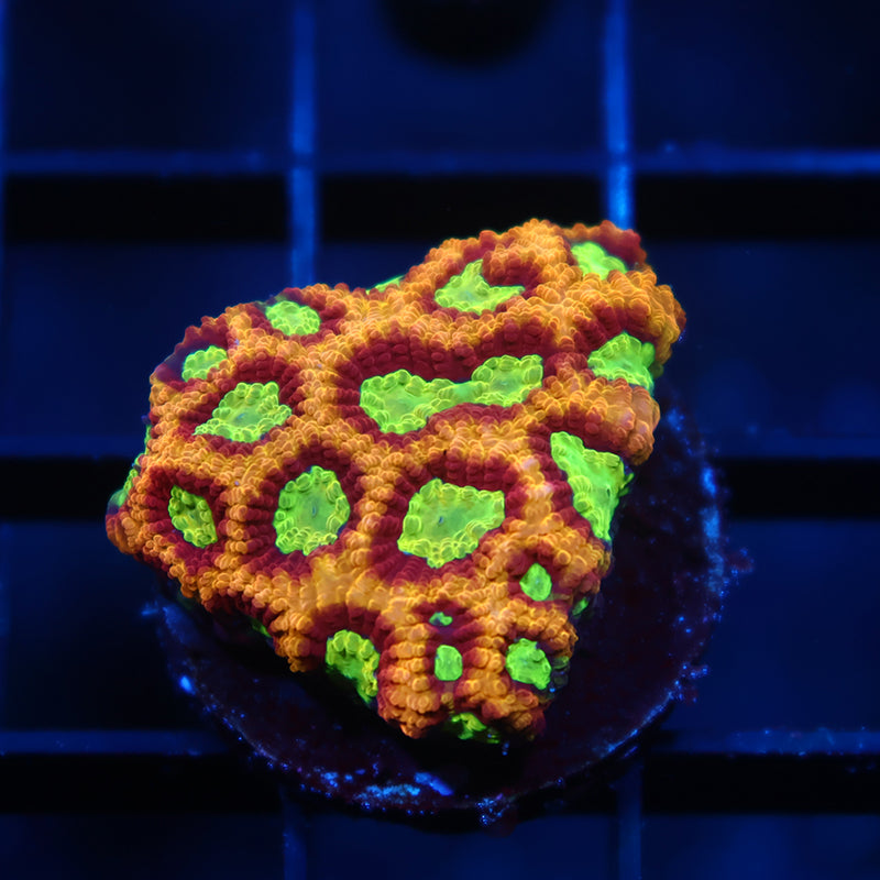 TCK Burning Rim Favia