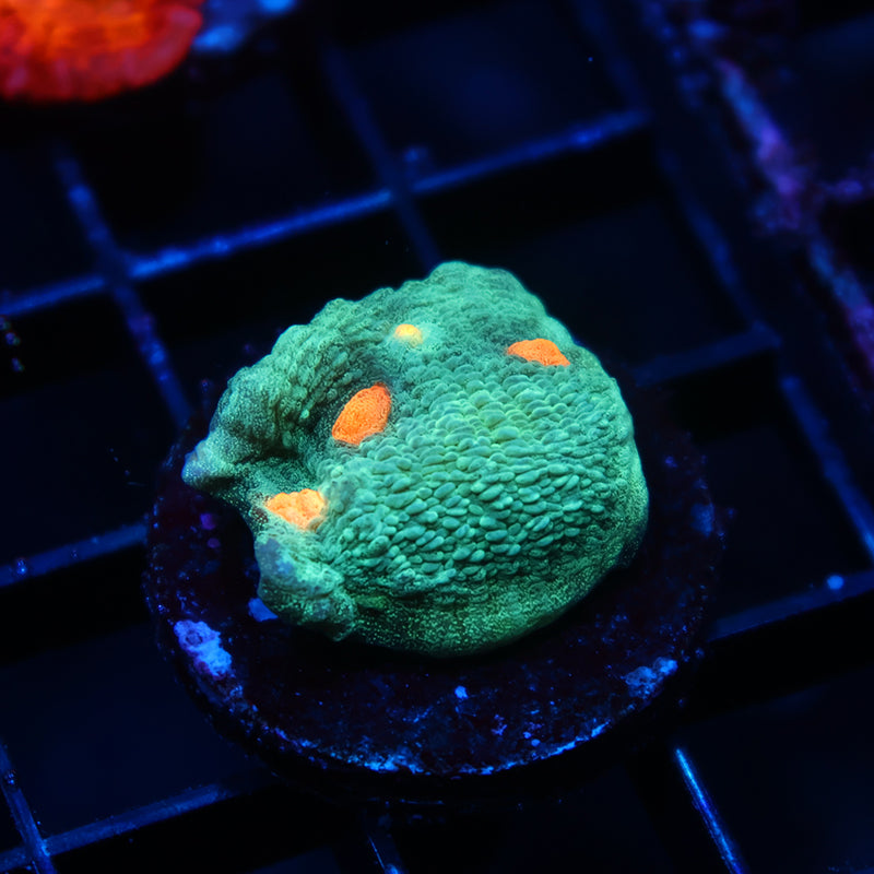 TCK Candy Eye Chalice Green Graft Side