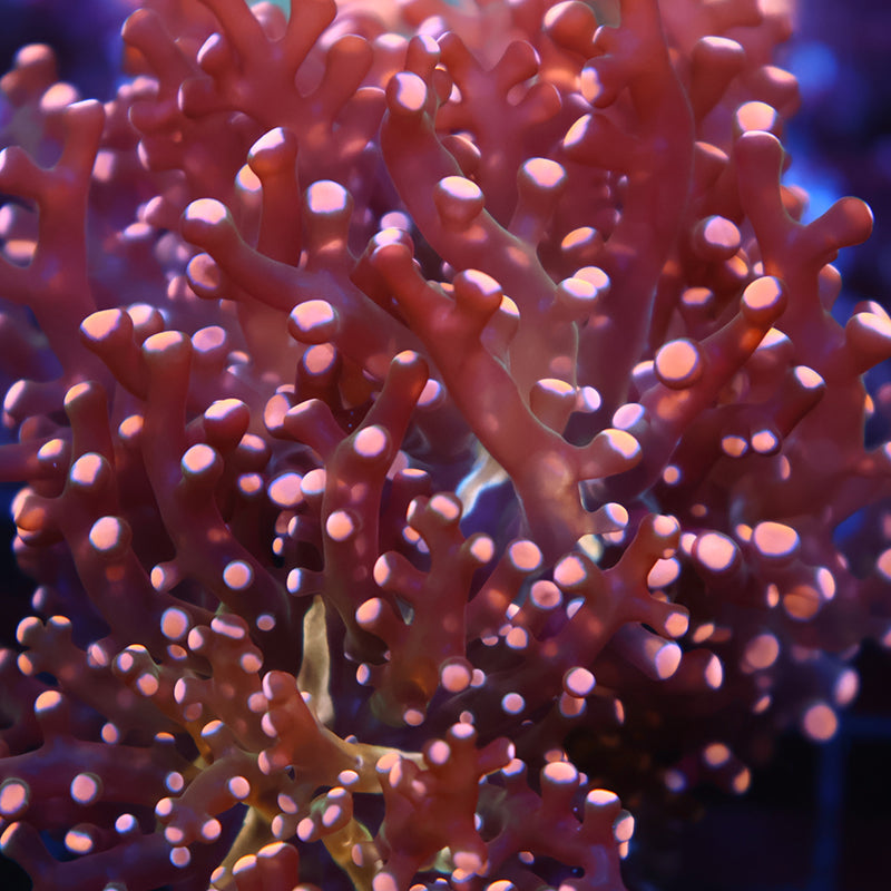 TCK Branching Peach Frogspawn