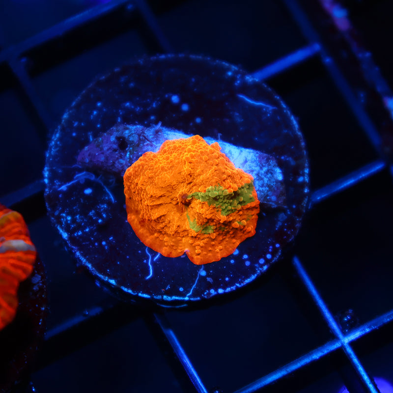 TCK Insane Tie Die Mushroom Baby