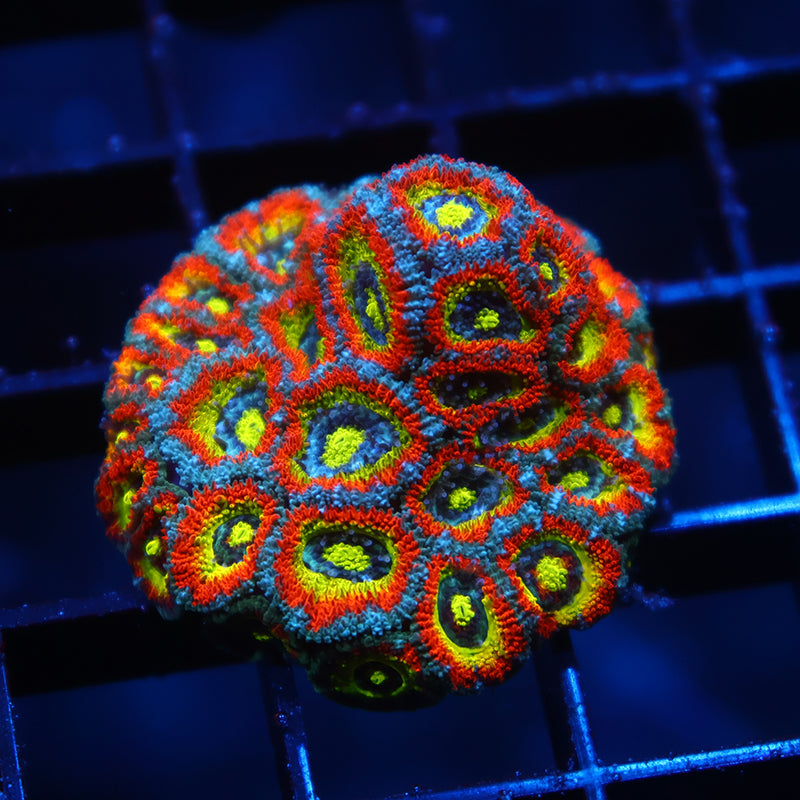 Lg TCK HG Micromussa