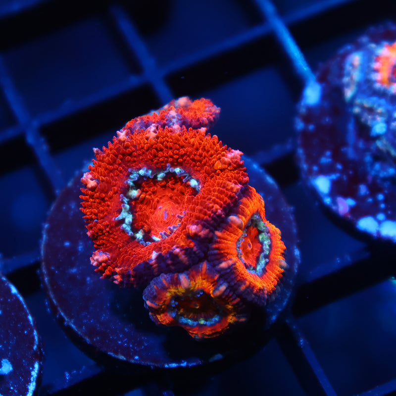 TCK Red Acan Lord
