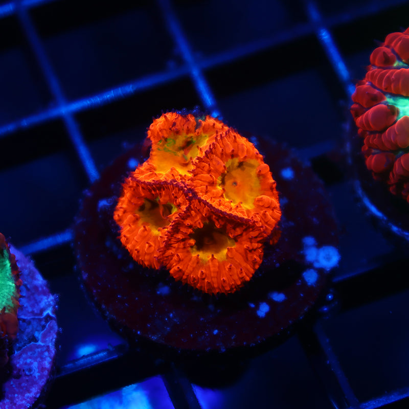 WWC Rainbow Blasto