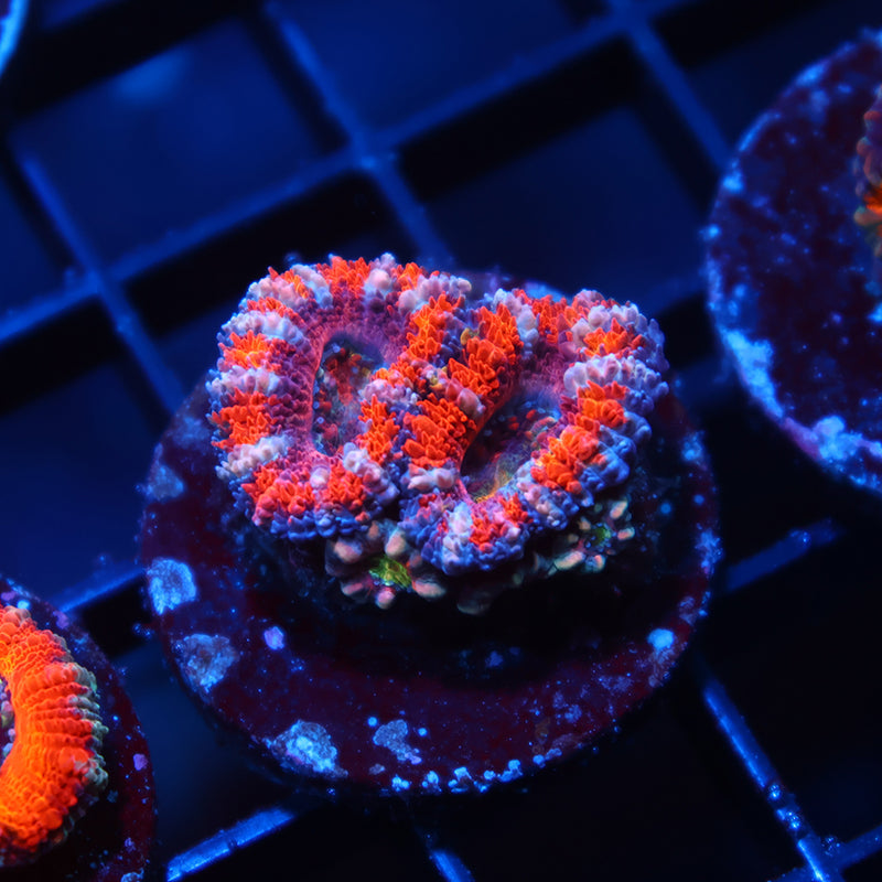 Neat Pink Acan Lord