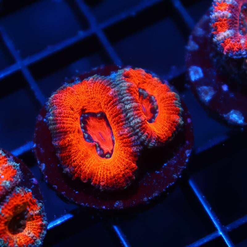 TCK Orange Rainbow Acan Lord