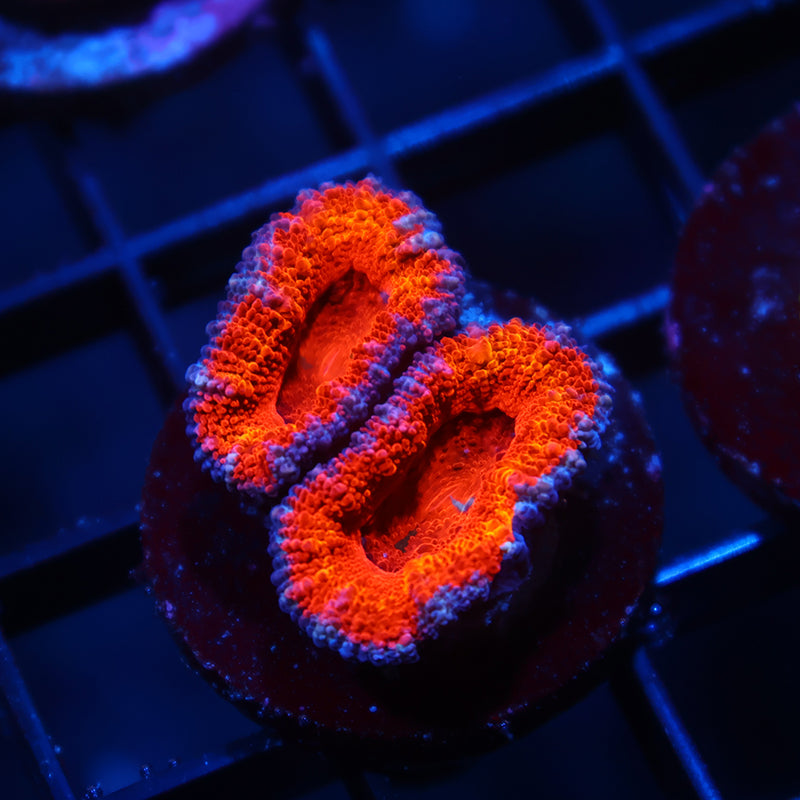 TCK Rainbow Red Acan Lord