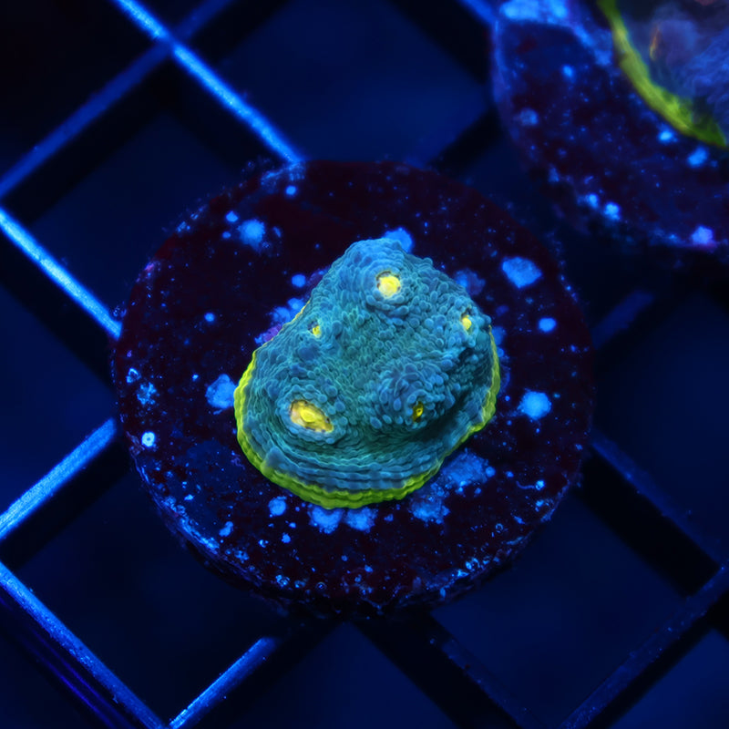 TCK Rainbow Flamethrower Chalice Blue Side