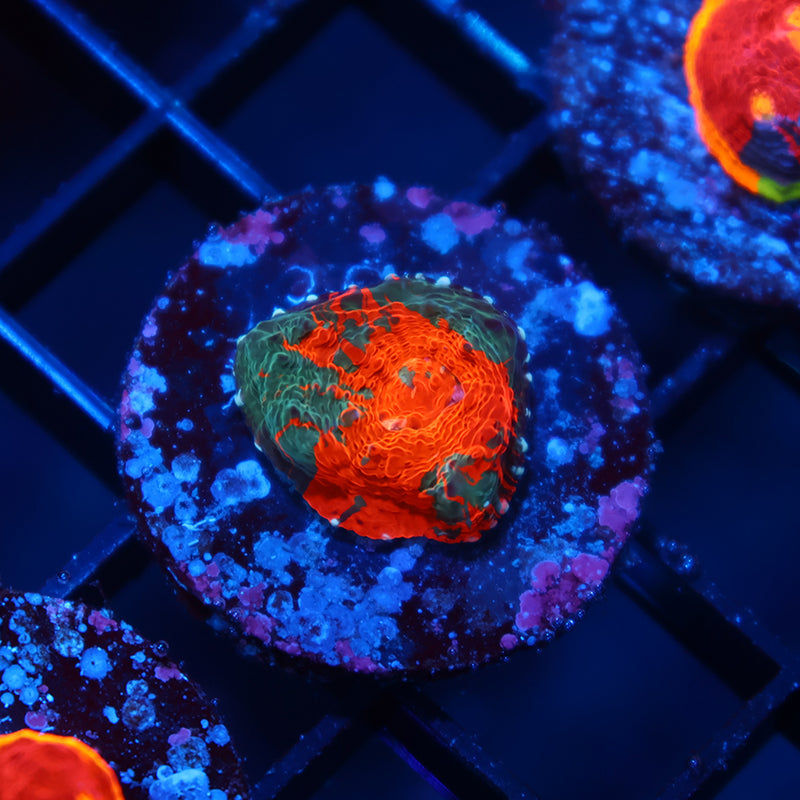 TCK Jawbreaker Chalice