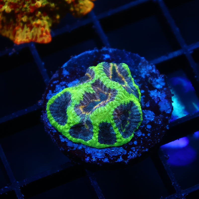 TCK Glow Worm Favia
