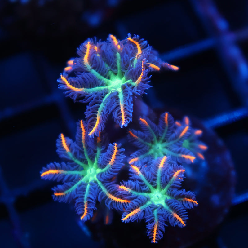 TCK Fireworks Cloves