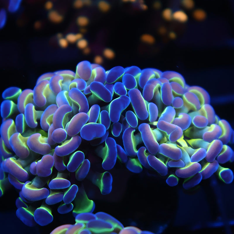 TCK Branching Purple Tip Hammer