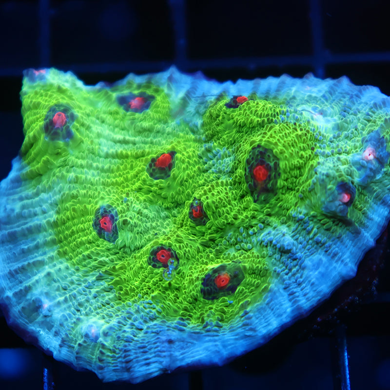 Lg GB Avatar Chalice