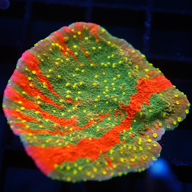 WWC Grafted Sunfire Cap