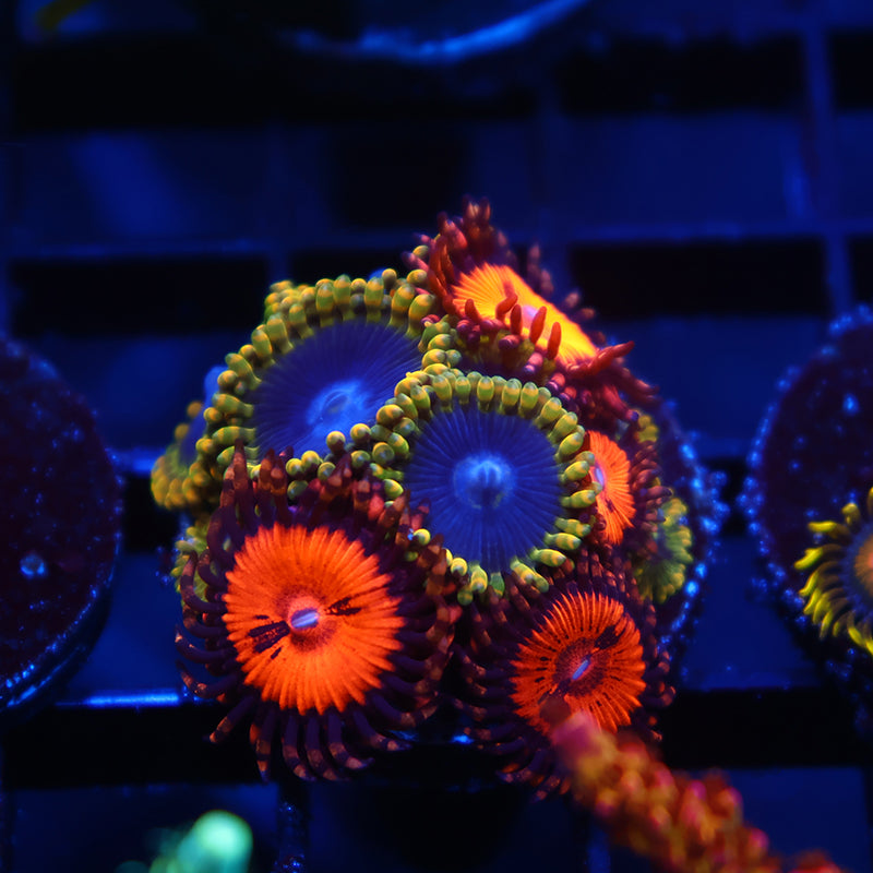 Rainbow Yodas with WWC Bloodsuckers