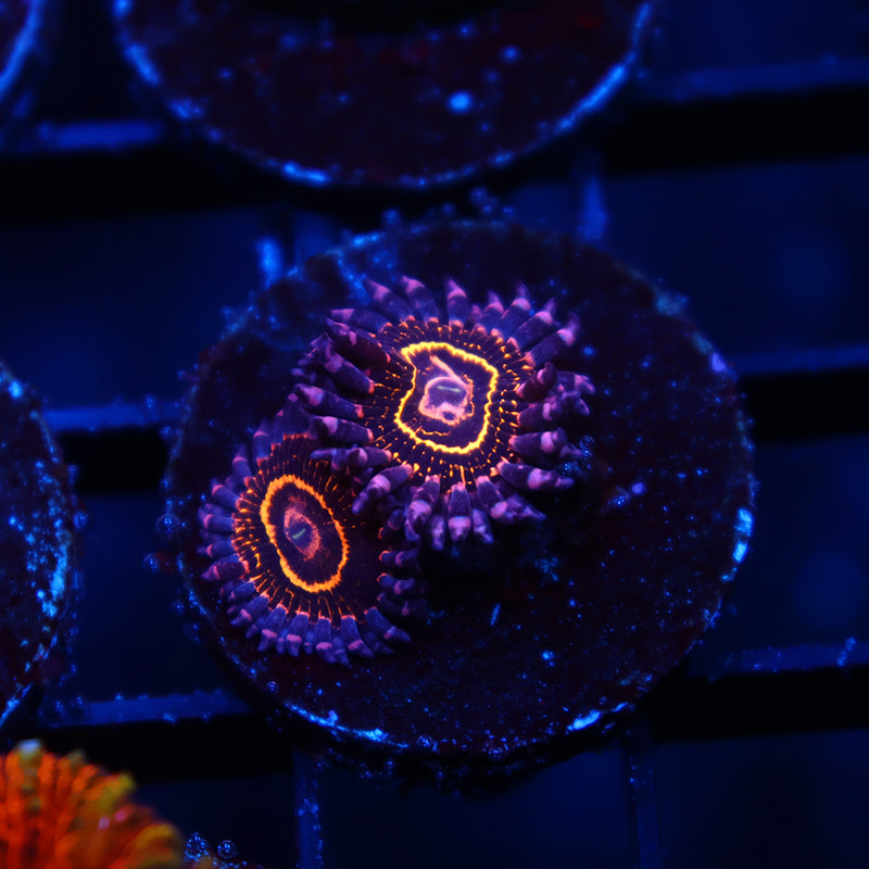 TCK Stratospheres