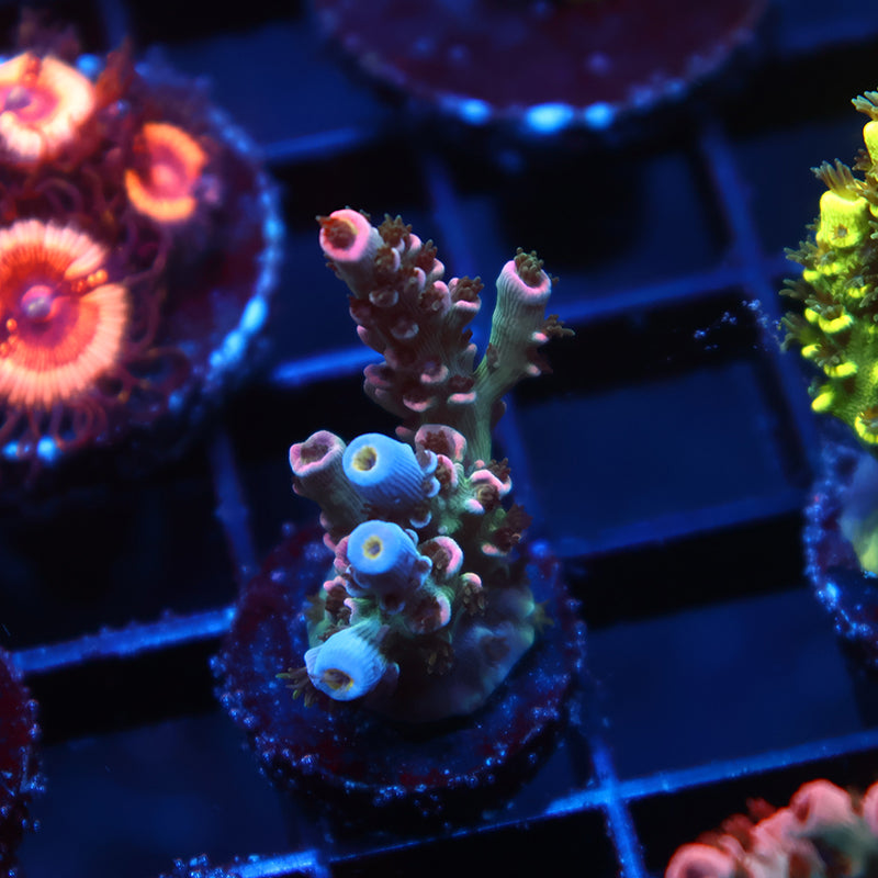 TCK Devastator Tenuis