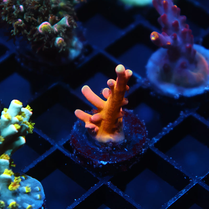 TCK Atomic Echinata