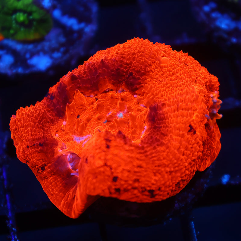 TCK Warpaint Bowerbanki Red Side