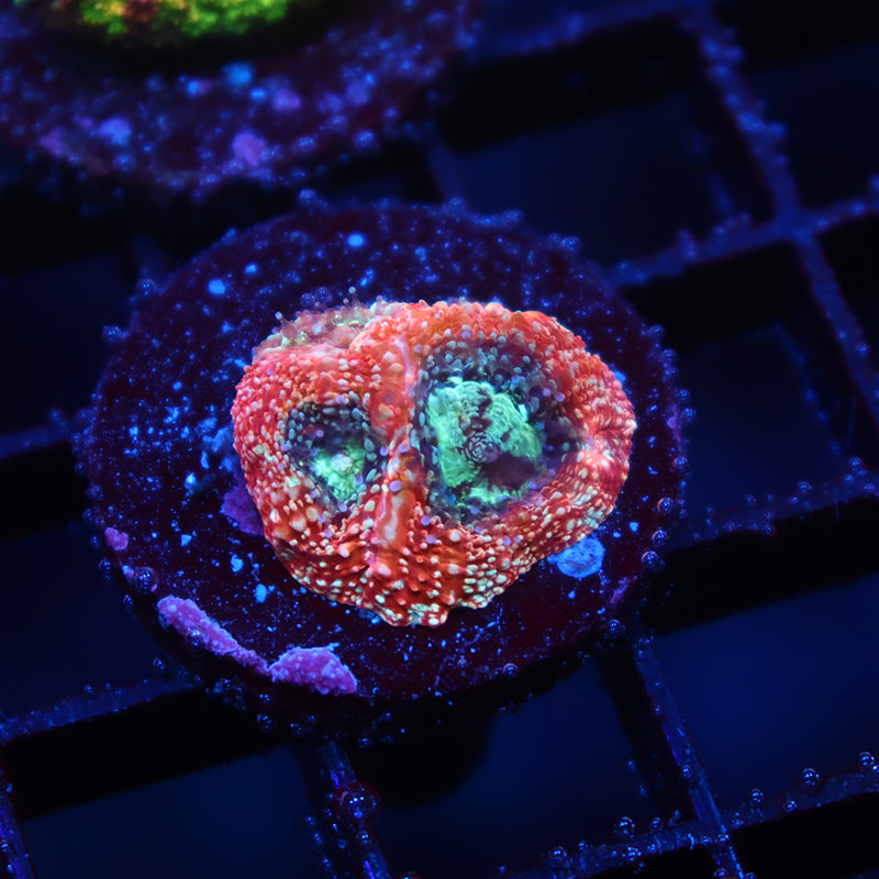 TCK Rainbow Bowerbanki