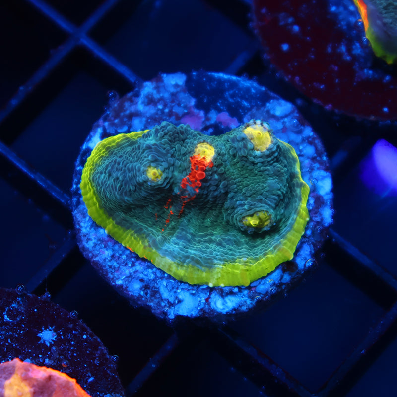 TCK Rainbow Flamethrower Chalice