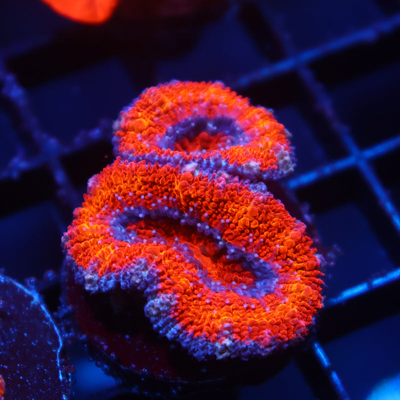 TCK Red Rainbow Acan Lord