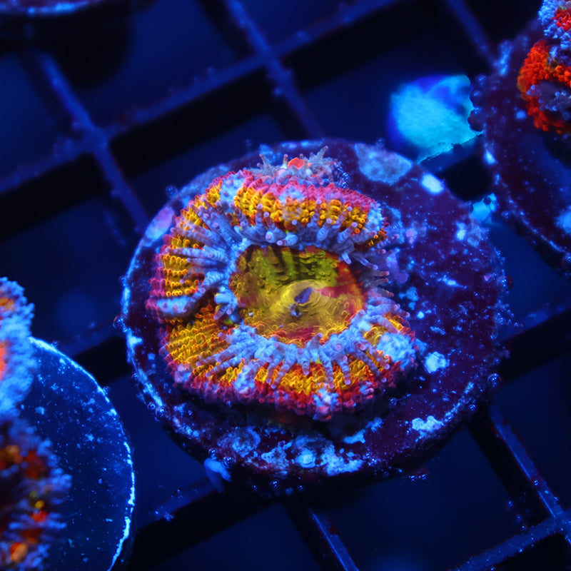 TCK Insanity Rainbow Acan Lord