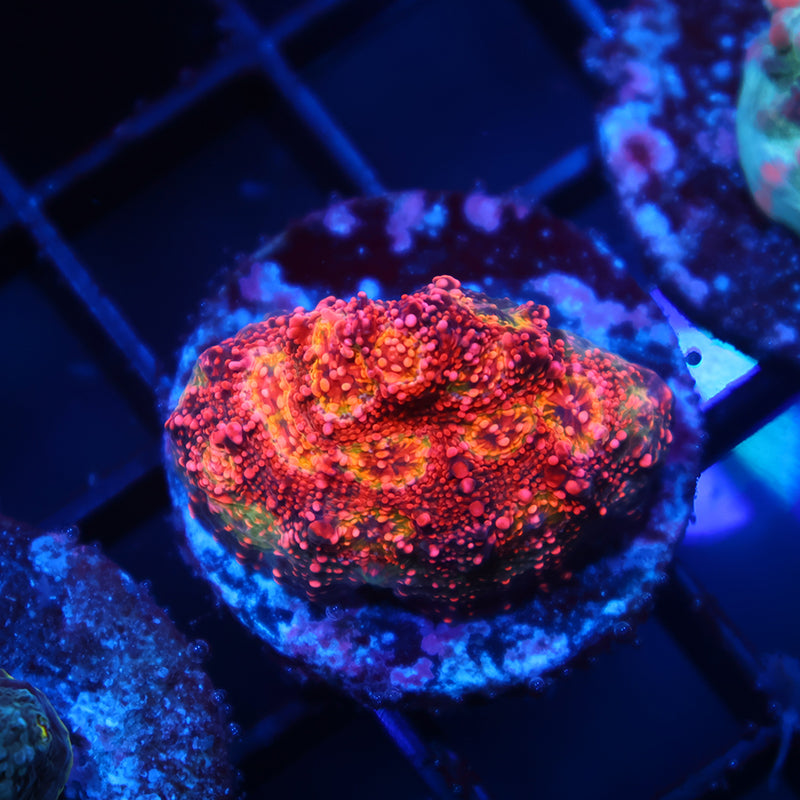 TCK Rimless Watermelon Chalice