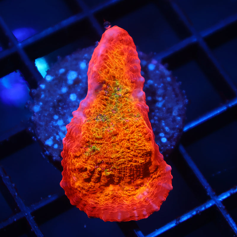 ARC Ludicrous Chalice