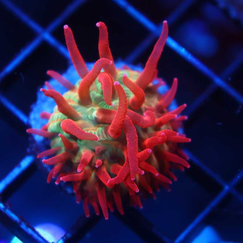 TCK Shaggy Hellraiser Diaseris