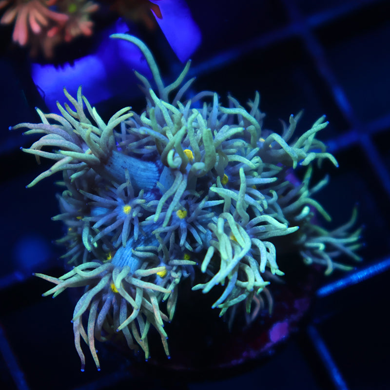 TCK Alien Tips Goni