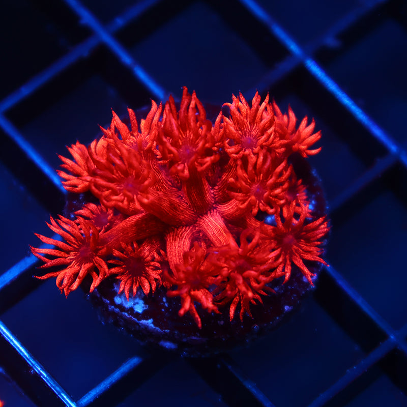 TCK Alec's Insane Red Glitterbomb Goni