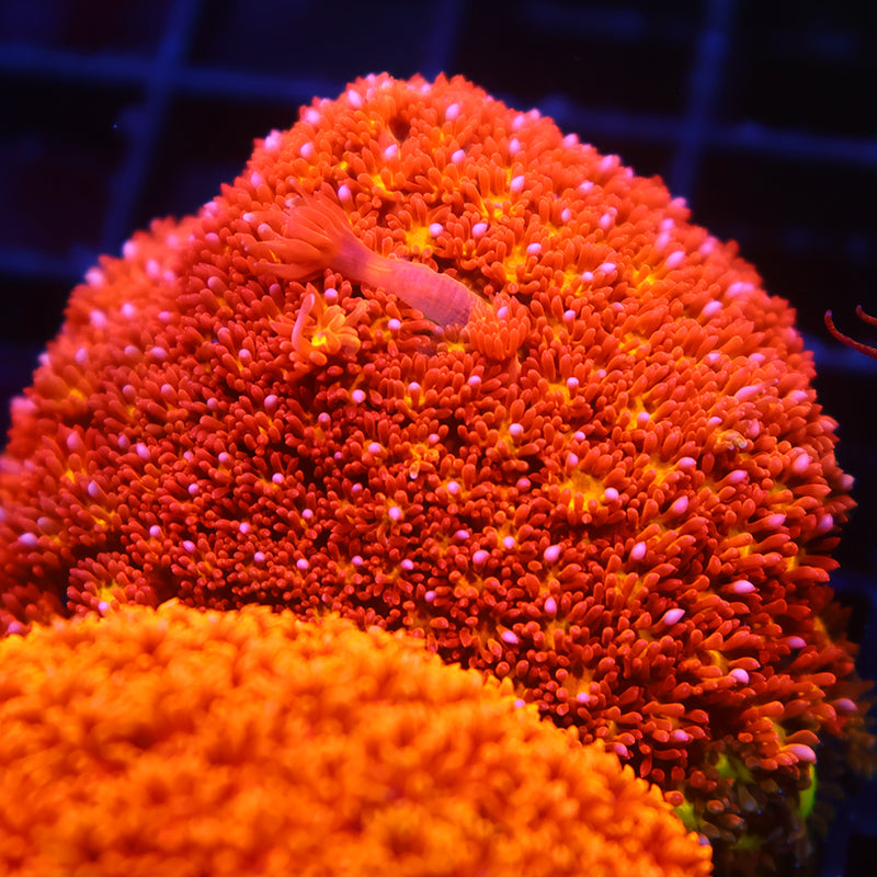 TCK Oddball Goni Bernardpora