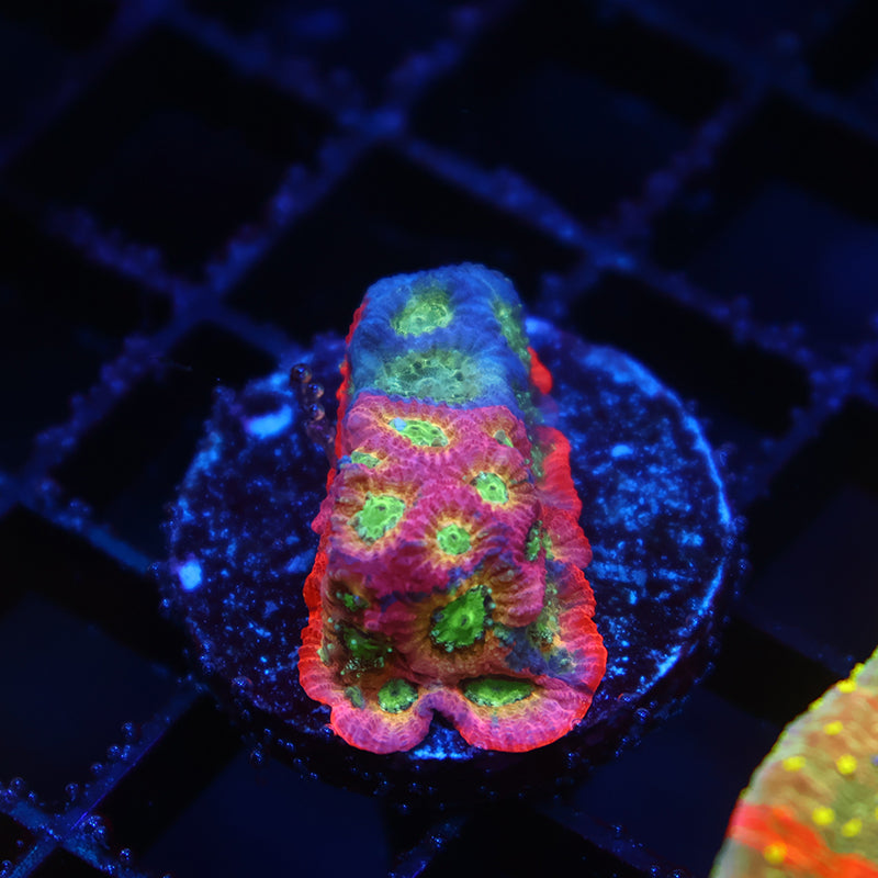 JF Dayglo Favia