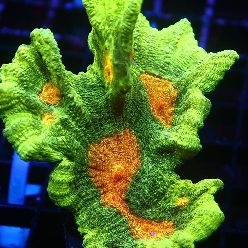 Lg Space Invader Pectinia