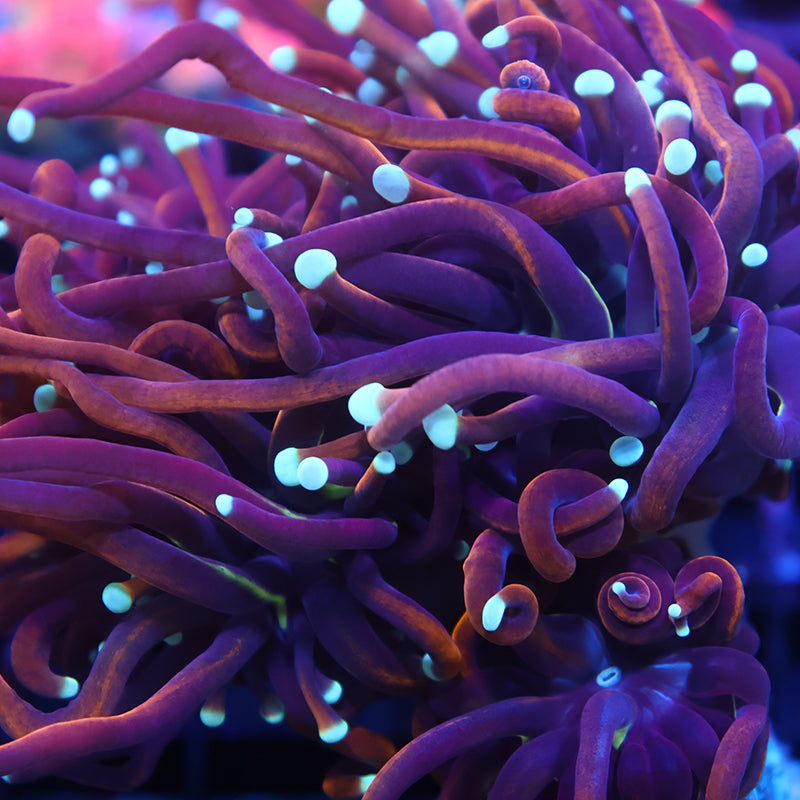 TCK White Tips Indo Gold Torch